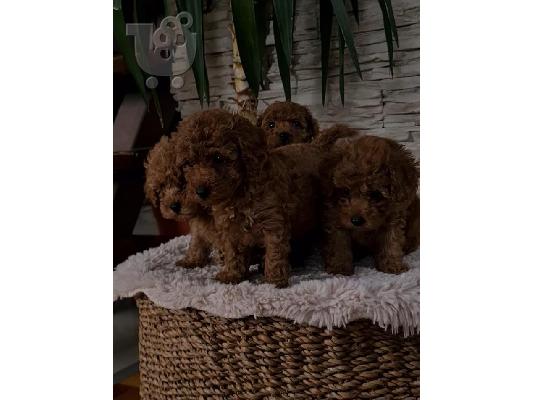Κόκκινα toy poodles